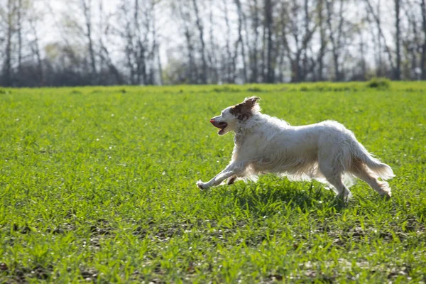 Собака Біжить Лузі Сідає Дію — стокове фото