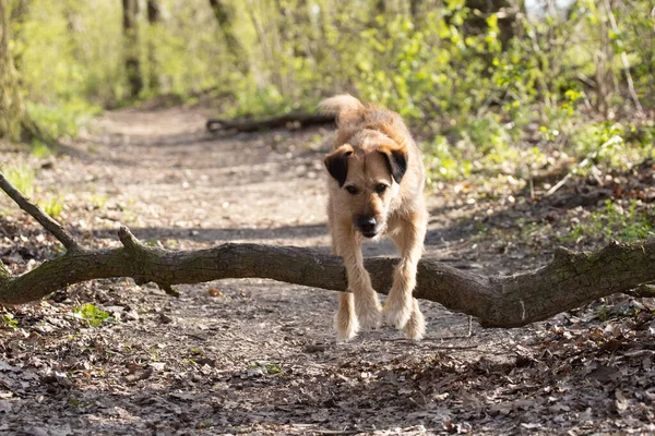 Ein Hund Springt Auf Einem Waldweg Durch Einen Baum — Stockfoto