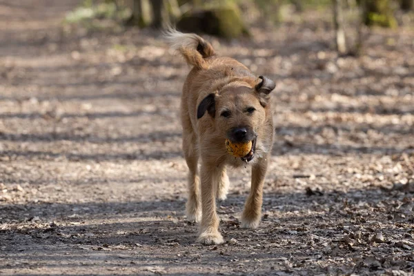 Щасливий Собака Грає Іграшковим Ячем Прогулянці — стокове фото