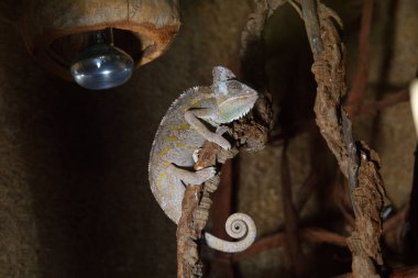 Teraryumdaki bukalemun, Chamaeleo Calyptratus, teraryumdaki bir ağacın dalında oturuyor.