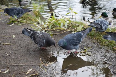 Parktaki güvercinler, şehir kuşları
