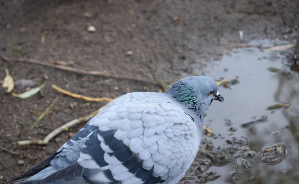 Pigeons Dans Parc Oiseaux Urbains — Photo