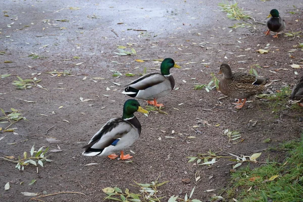 Enten Auf Dem Teich Stadtvögel — Stockfoto