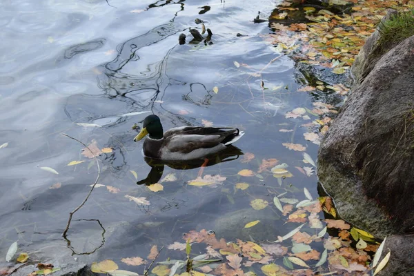 Enten Auf Dem Teich Stadtvögel — Stockfoto