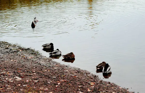 Ducks Bank Pond — Stock Photo, Image