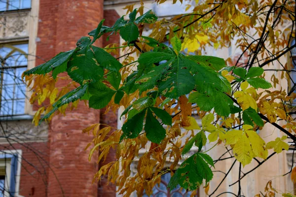 Autumn Leaves Building Background — Stock Photo, Image