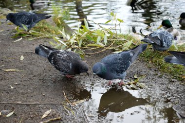 Göletin kenarındaki parkta güvercinler