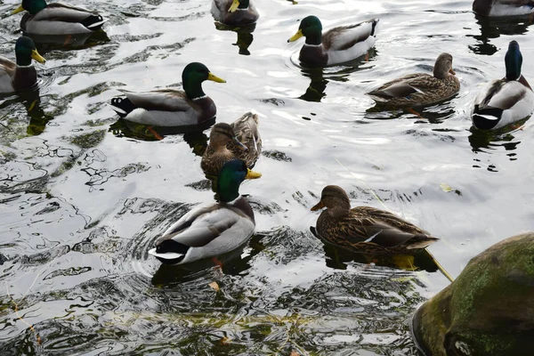 Ducks Pond Park — Stock Photo, Image