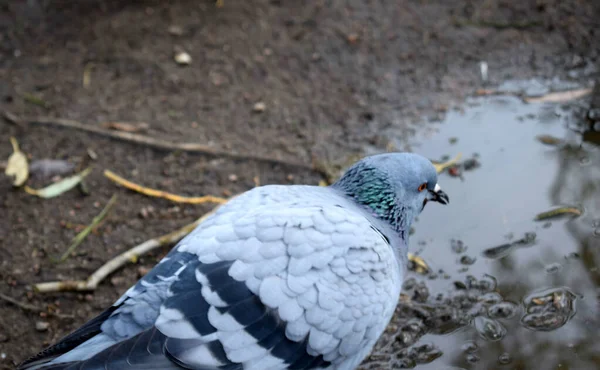 Palomas Parque Junto Estanque —  Fotos de Stock