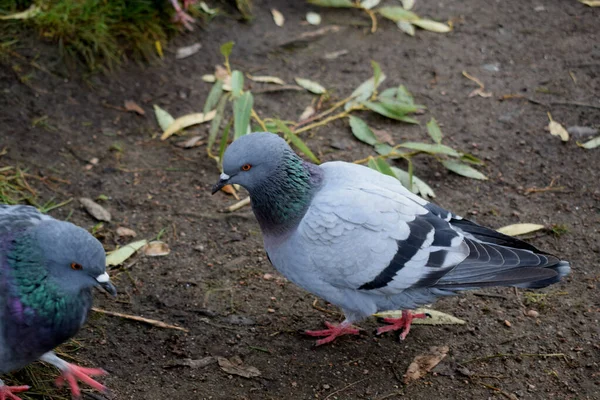 Pigeons Dans Parc Près Étang — Photo