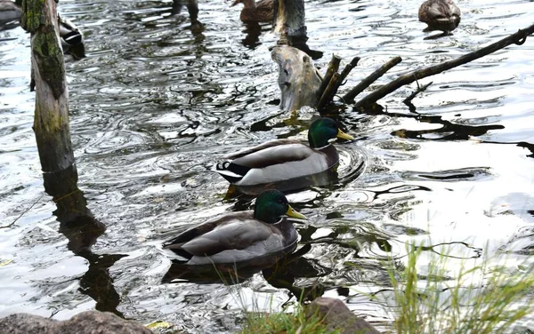 Patos Estanque Parque —  Fotos de Stock