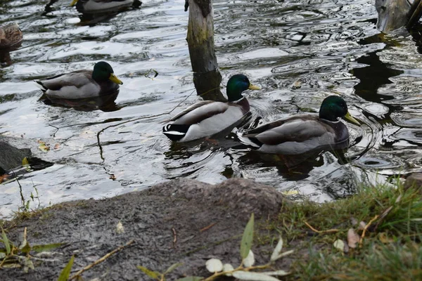 Canards Étang Dans Parc — Photo