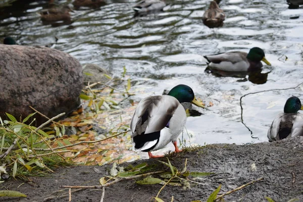 Ducks Pond Park — Stock Photo, Image