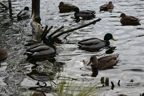 Anatre Allo Stagno Nel Parco — Foto Stock