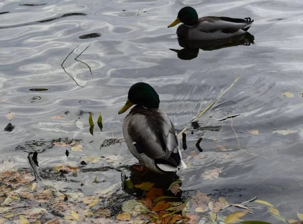 Ducks Pond Park — Stock Photo, Image