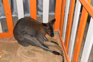 Hayvanat bahçesindeki kanguru otlakta