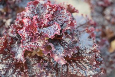 Bahçedeki süs karnabahar filizleri