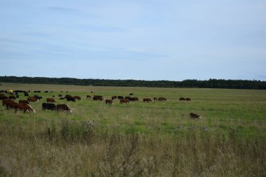 Bir çayırda otlayan inek sürüsü.