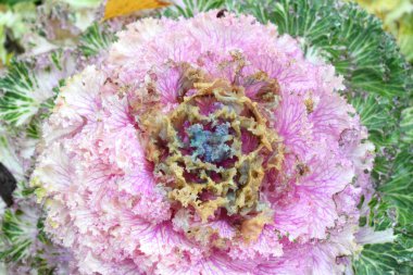 Bahçede dekoratif karnabahar