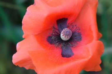 Dekoratif gelincik, çiçek, çiçek