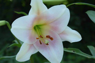 Bahçede çiçek açan Lily