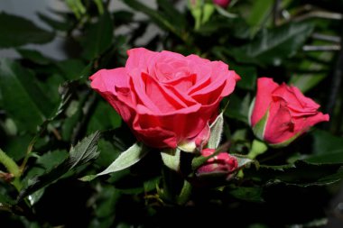 Bahçedeki gül çiçeği