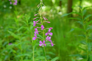 Çiçek açan İvan çayı, tıbbi bitki.