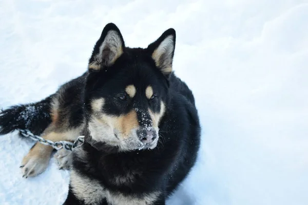Hund Bewacht Das Haus Wintertag — Stockfoto