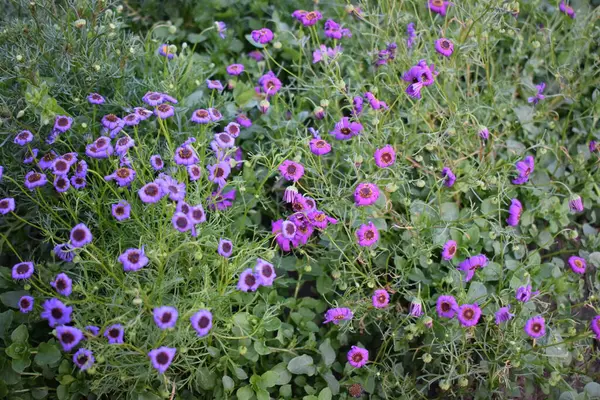 Blühende Blumen Garten — Stockfoto