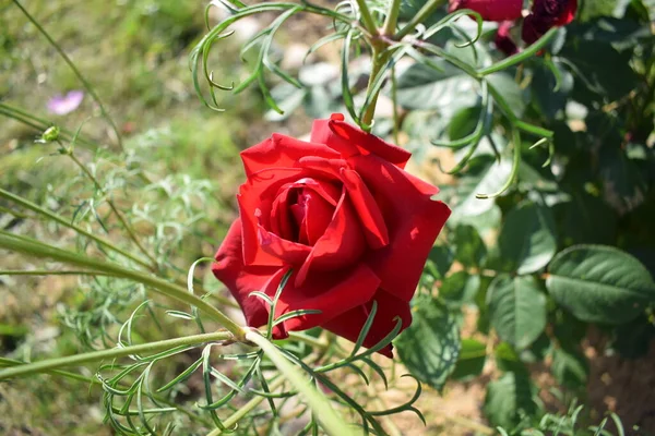 Κόκκινο Τριαντάφυλλο Ανθίζει Στον Κήπο — Φωτογραφία Αρχείου