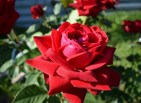 Κόκκινο Τριαντάφυλλο Ανθίζει Στον Κήπο — Φωτογραφία Αρχείου