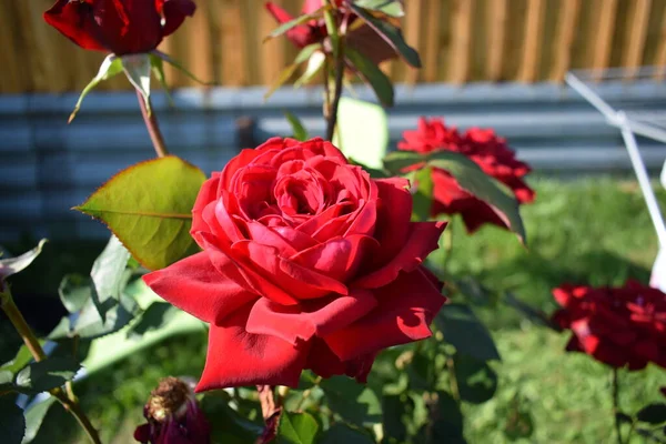 Red Rose Blooms Garden — Stock Photo, Image