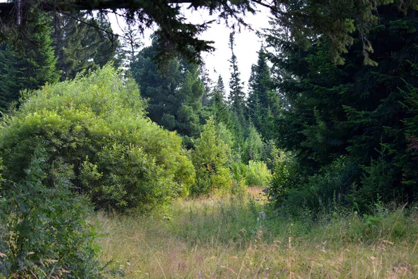 Forêt Verte Avec Sentier Entre Les Arbres — Photo