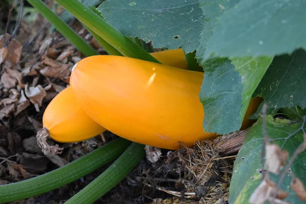 Yellow Zucchini Fruit Garden — Stock Photo, Image