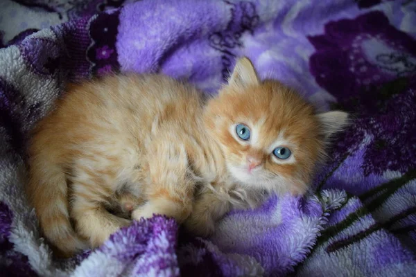 Gatito Pequeño Está Acostado Sobre Una Manta — Foto de Stock