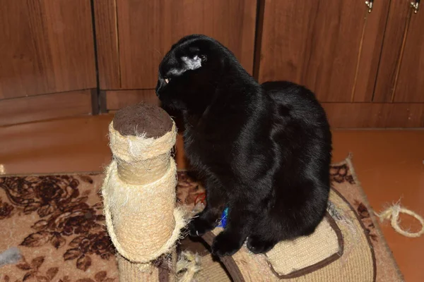 Εγχώρια Μαύρη Γάτα Κάθεται Στο Πάτωμα Κατοικίδιο Ζώο — Φωτογραφία Αρχείου