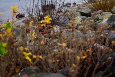 Sahilde renkli taşlar