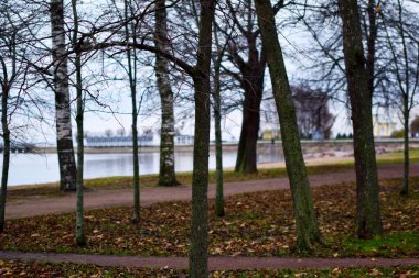 Parktaki ağaçlar, Park 'taki manzara tasarımı.