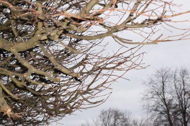 Parktaki ağaçlar, Park 'taki manzara tasarımı.