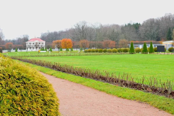 公園内の木 景観デザイン — ストック写真