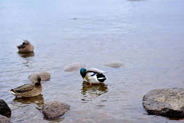 Ducks Bathe Water Sunset — Stock Photo, Image