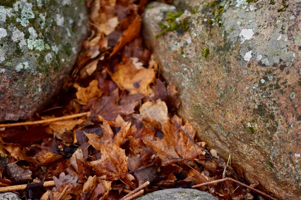 Herbstblätter Zwischen Den Steinen — Stockfoto