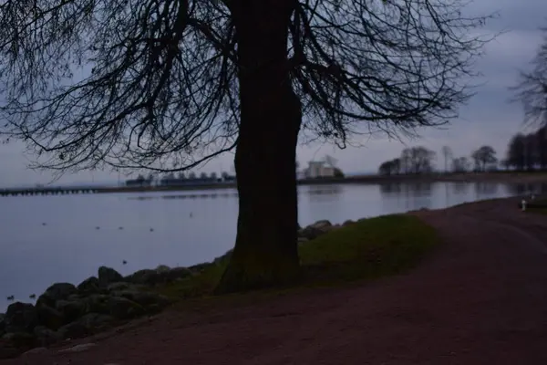 Boom Achtergrond Van Zee Avond — Stockfoto