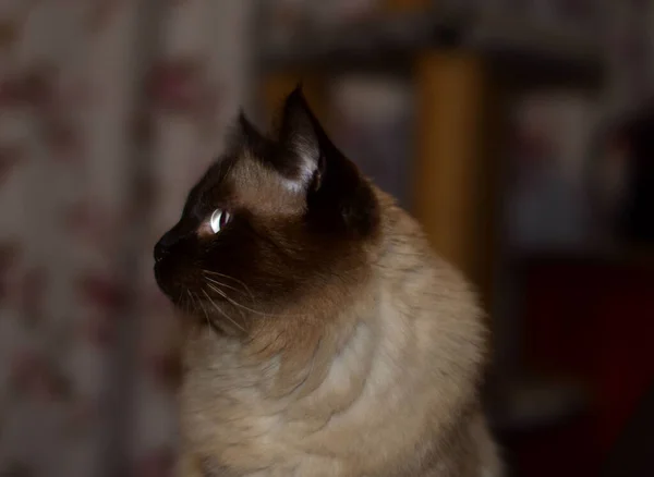 Tüylü Bir Kedinin Portresi Bir Evcil Hayvan — Stok fotoğraf