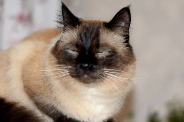 Πορτρέτο Μιας Χνουδωτής Γάτας Ενός Κατοικίδιου Ζώου — Φωτογραφία Αρχείου