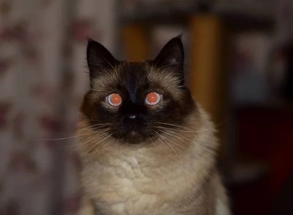 Portret Van Een Donzige Kat Een Huisdier — Stockfoto