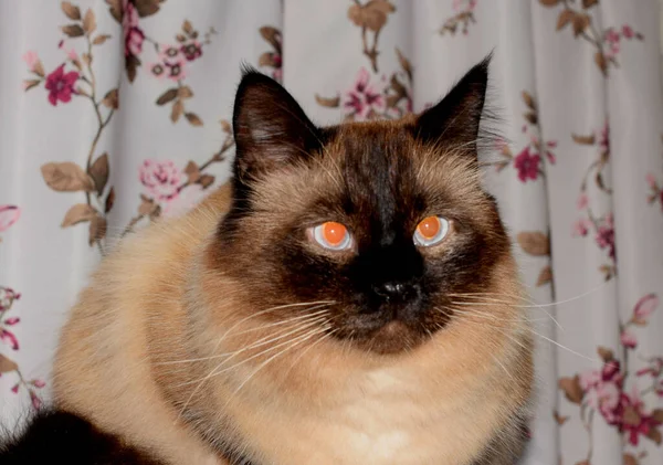 Portrét Nadýchané Kočky Domácí Mazlíček — Stock fotografie