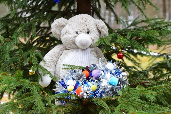 Teddy Beer Een Wandeling — Stockfoto