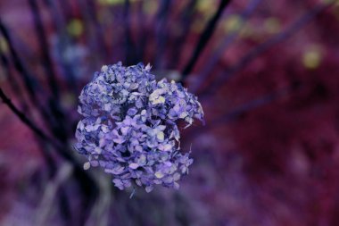 Bahçedeki ortanca çiçekleri, kuru çiçekler.