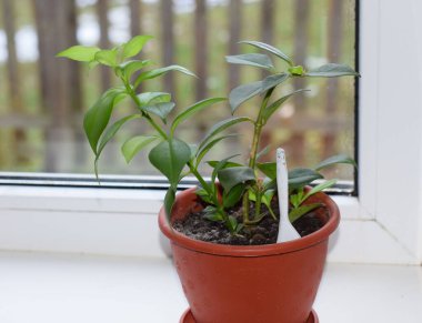 saksıda bir çiçek